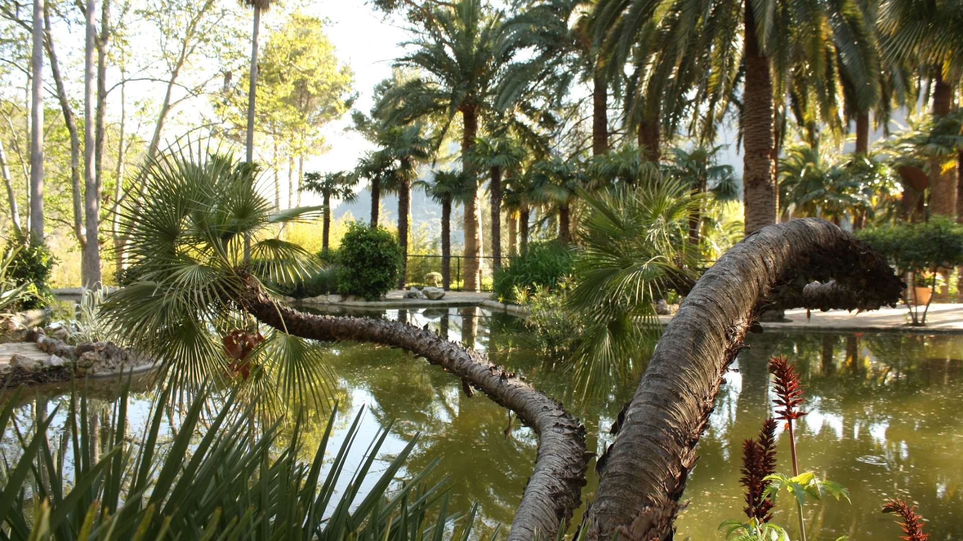 Los Jardines Galería 44 - Jardines de Alfabia