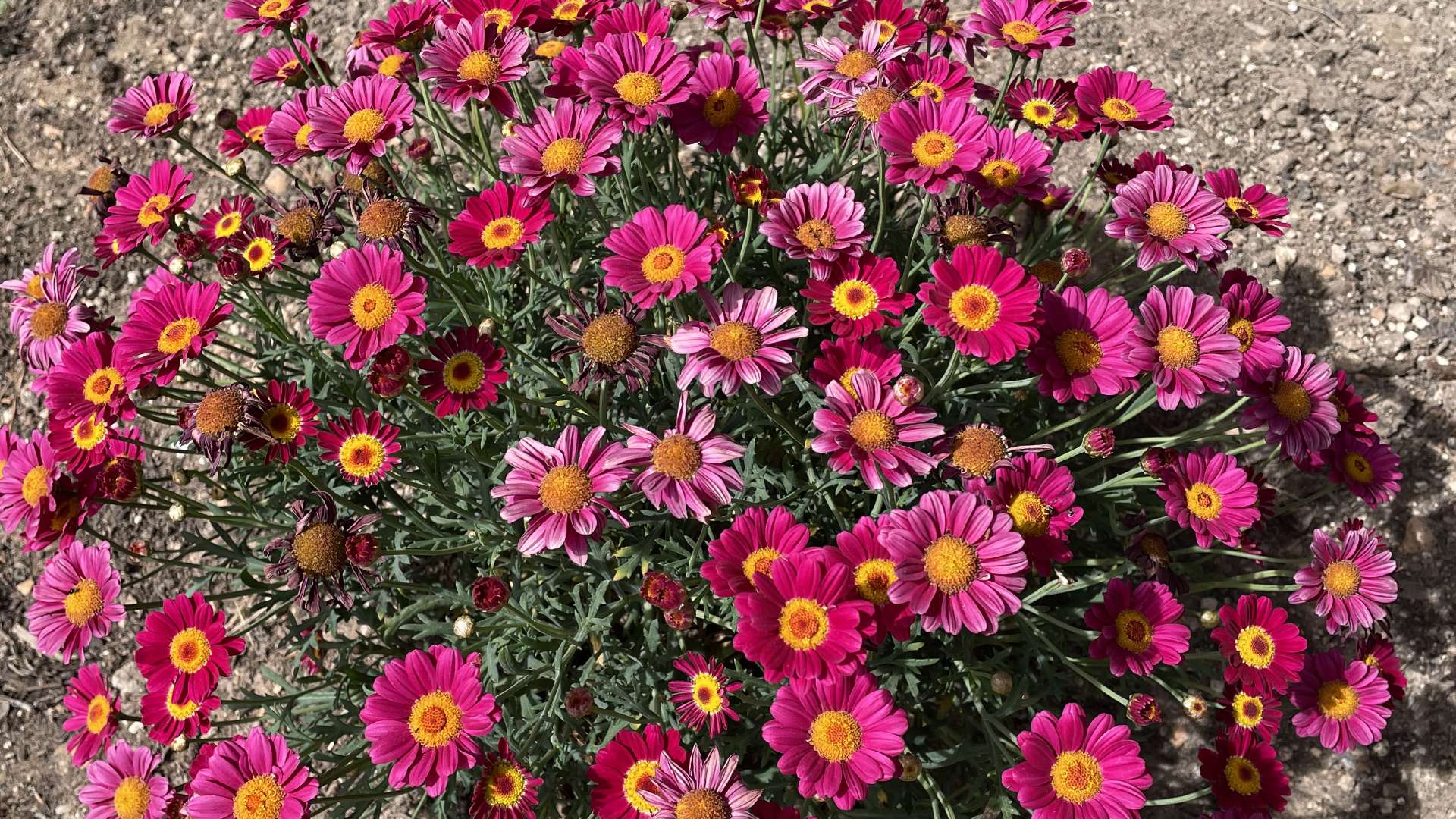 Los Jardines Galería 8 - Jardines de Alfabia